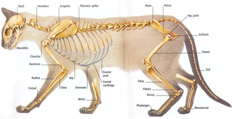 Mammals - Facts, Characteristics, Anatomy and Pictures