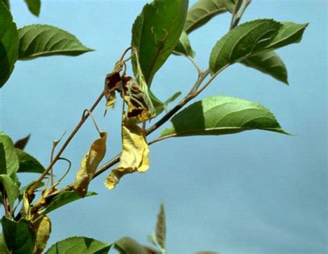 Crabapple tree diseases fire blight - ographyWas