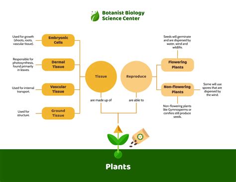 Premium Plant Biology Concept Map Template - Venngage