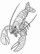 Lobster Coloring Page  RoderickecBenitez sketch template