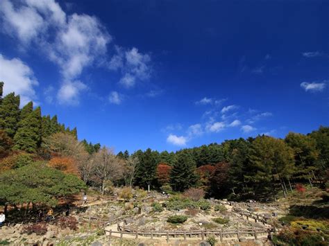 3840x2160 resolution | green leaf trees during daytime HD wallpaper ...