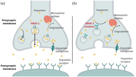 Schematic of mechanism of action of VMAT-2 inhibitors. (a) Normal... | Download Scientific Diagram