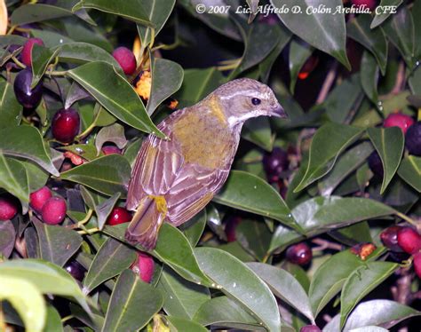 Puerto Rican Spindalis - Spindalis portoricensis