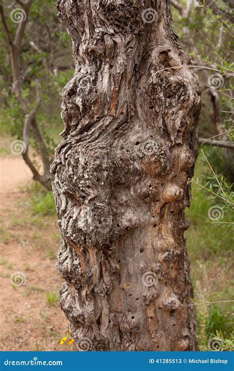 Canyon of the Eagles Hiking Trail Stock Image - Image of side, tree: 41285513