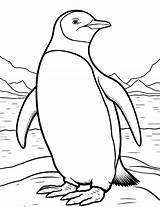 Emperor Penguin Coloring Page sketch template