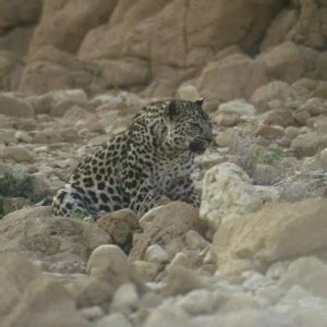 Arabian Leopard - Facts, Diet, Habitat & Pictures on Animalia.bio