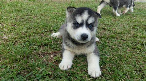 Espectaculares Cachorros Husky Lobos Siberiano - $ 749.990 en Mercado Libre