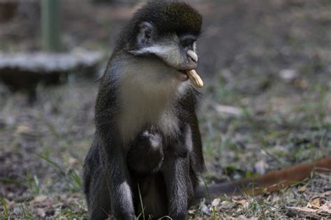 SCHMIDT’S GUENON BORN AT ZOO ATLANTA - Zoo Atlanta