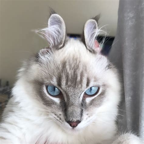 Albums 94+ Images Gray And White Cats With Blue Eyes Excellent