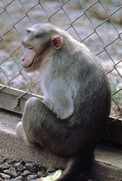 ‎Macaca radiata - UWDC - UW-Madison Libraries