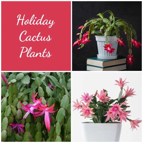 Holiday Cactus Types - Christmas, Thanksgiving, Easter Cactus