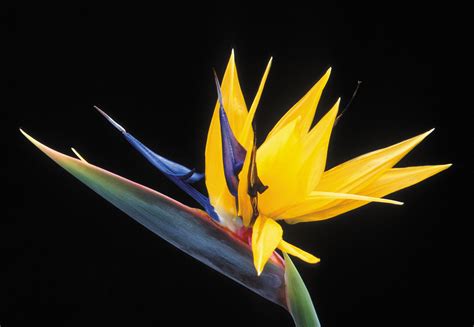 flowers for flower lovers.: Bird of paradise flower photos.