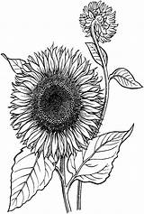 68 Sunflower Coloring Pages  ColoringPagesOnlycom sketch template