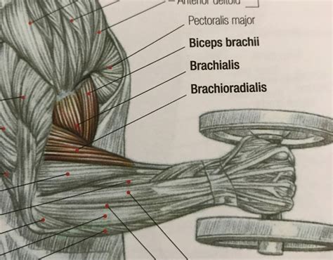 Pin by Tomatosouping on Arm Wrestling in 2021 | Pectoralis major, Biceps brachii, Biceps