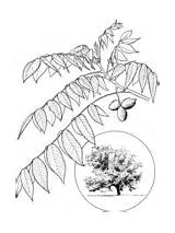 Tree branches coloring Pages  Free Printable Pictures sketch template