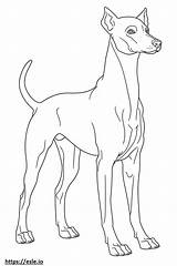 Italian Greyhound Full Body coloring Page sketch template