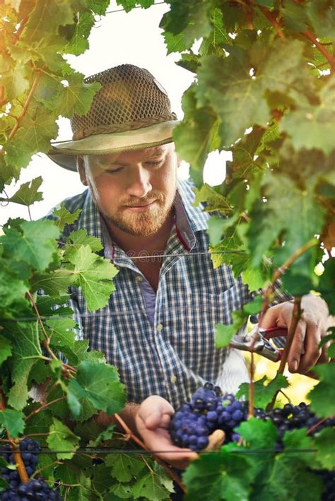 Hes a Master Grape Grower. a Farmer Harvesting Grapes. Stock Photo - Image of working, nature ...