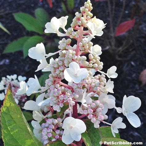 Pinky Winky Hydrangea Care — Your Ultimate Guide | Hydrangea care, Growing hydrangeas, Hydrangea