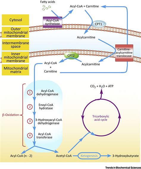 Fatty Acid Oxidation in Cell Fate Determination: Trends in Biochemical ...