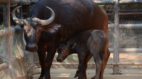 สวนสัตว์โคราช ต้อนรับสมาชิกใหม่ ลูกควายป่าแอฟริกา กับม้าแคระ 3 ตัว