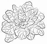 Spinach Coloring Pages  Best For Kids sketch template