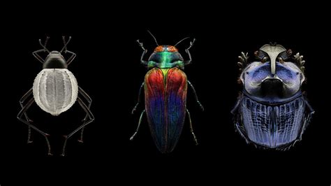 Levon Biss: Mind-blowing, magnified portraits of insects | TED Talk