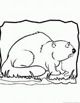Beaver Coloring Pages sketch template