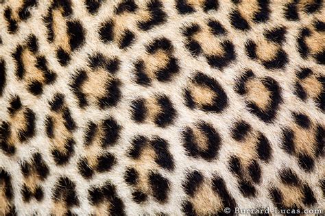 Leopard Spots - Burrard-Lucas Photography