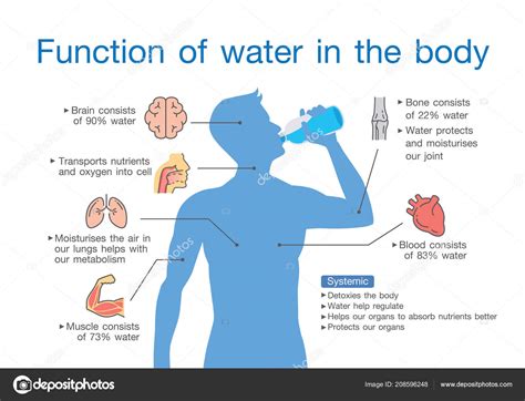 Function Water Human Body Illustration Medical Anatomy Stock Vector ...