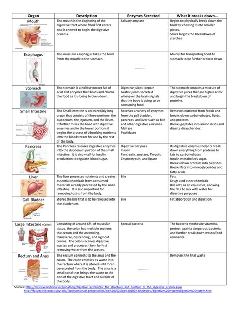 Out Of This World Digestive Enzymes Chart Physics Formulas Of Class 9