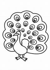Free & Easy To Print Peacock Coloring Pages  Tulamama sketch template