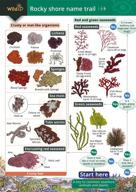 Seaweed Identification Chart | ubicaciondepersonas.cdmx.gob.mx