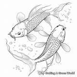 Adult Koi Coloring Pages  Free & Printable sketch template