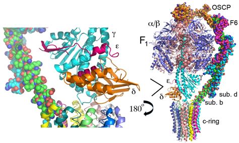 Figure 1 ATP synthase