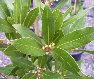 Bay Leaves (Laurus nobilis) - Properties, Uses and Benefits