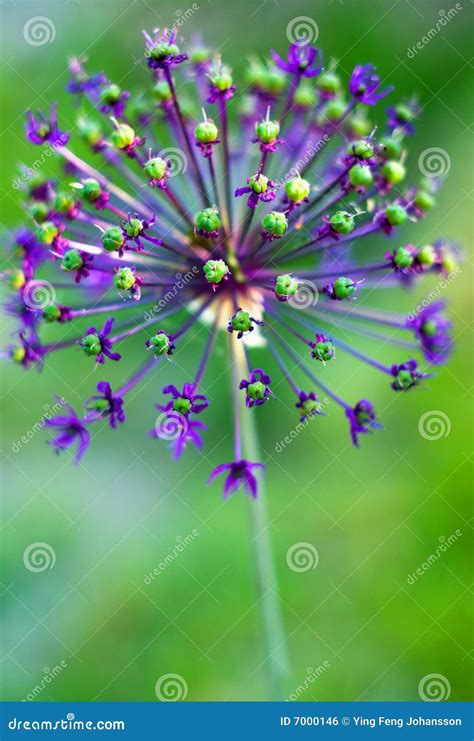 Allium flower stock photo. Image of beauty, garden, gardening - 7000146