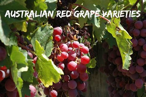 Australian Grape Varieties - Reds | Blog | Winerist