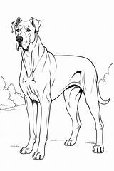 Great Dane Coloring Pages  ColoringDraftcom sketch template
