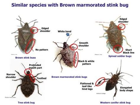 Stink bugs, Brown marmorated stink bug, Beneficial bugs