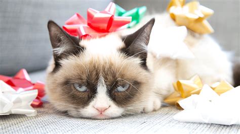 Grumpy+Cat+Birthday | Grumpy Cat Wishes You a Very Gloomy GIFmas Grumpy Cat Humor, Funny Cat ...
