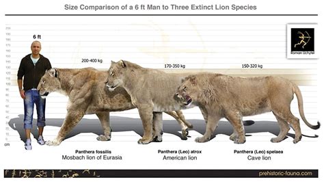 Size Comparison of a 6 ft man to three species of extinct lions ...