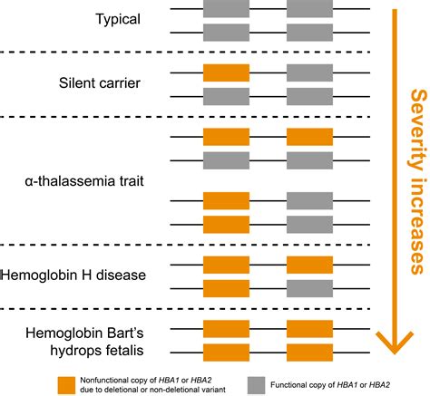 Genotyping of high homology HBA1 and HBA2 from Illumina whole-genome sequencing