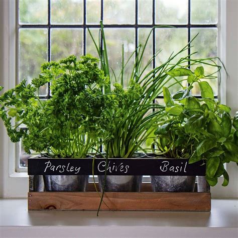 Garden Planter Box Wooden Indoor Herb Kit Kitchen Seeds Windowsill Pots ...