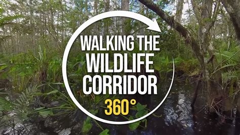 Walking the Florida Wildlife Corridor with Carlton Ward Jr | 360° - YouTube