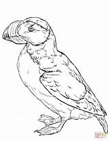 Horned Puffin Coloring Page  Free Printable Coloring Pages sketch template