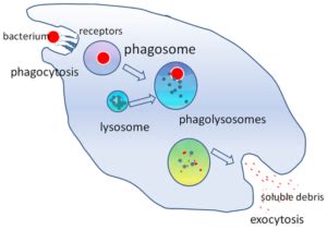 Fagocitosis: etapas y funciones