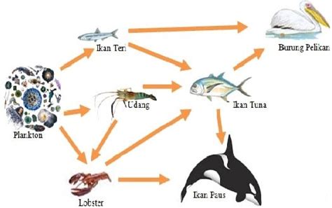 Perhatikan skema jaring-jaring makanan di bawah in...