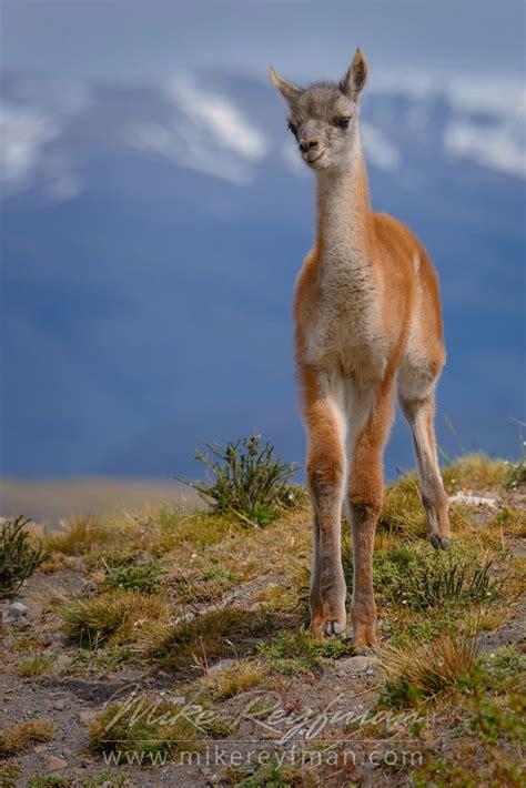 Horses are grazing on the beautiful background of Patagonian Andes ...