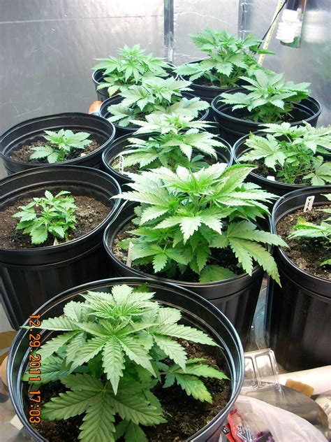 Simplest Cannabis Growing Guide Ever | Grow Weed Easy