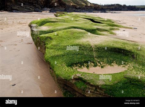 Smooth rock formation at sandy Cornish beach covered with green lichens Stock Photo - Alamy